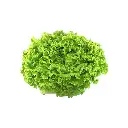 Lettuce Batavia