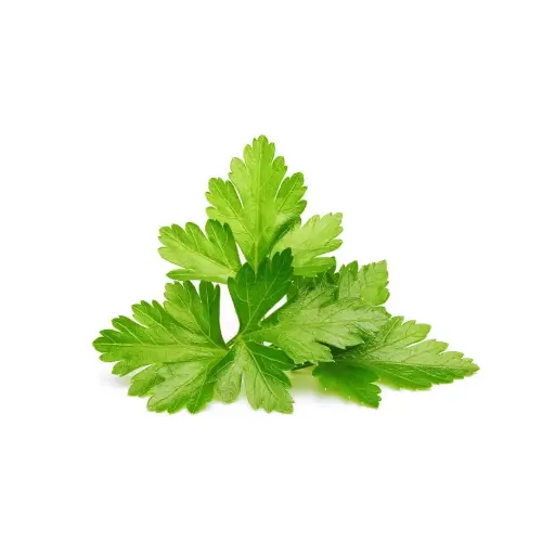 [SEED14] Cilantro
